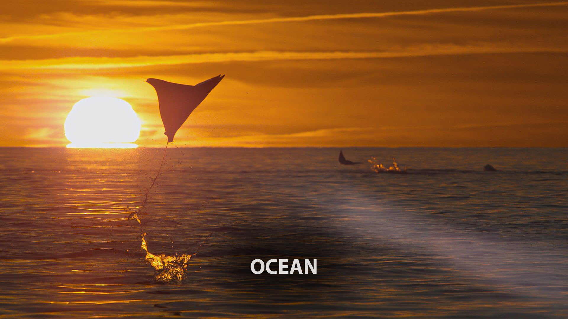 Ocean