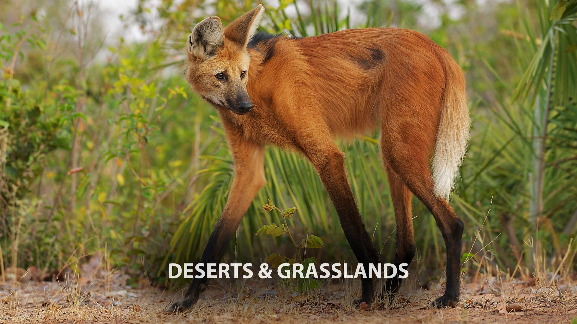 Deserts and Grasslands