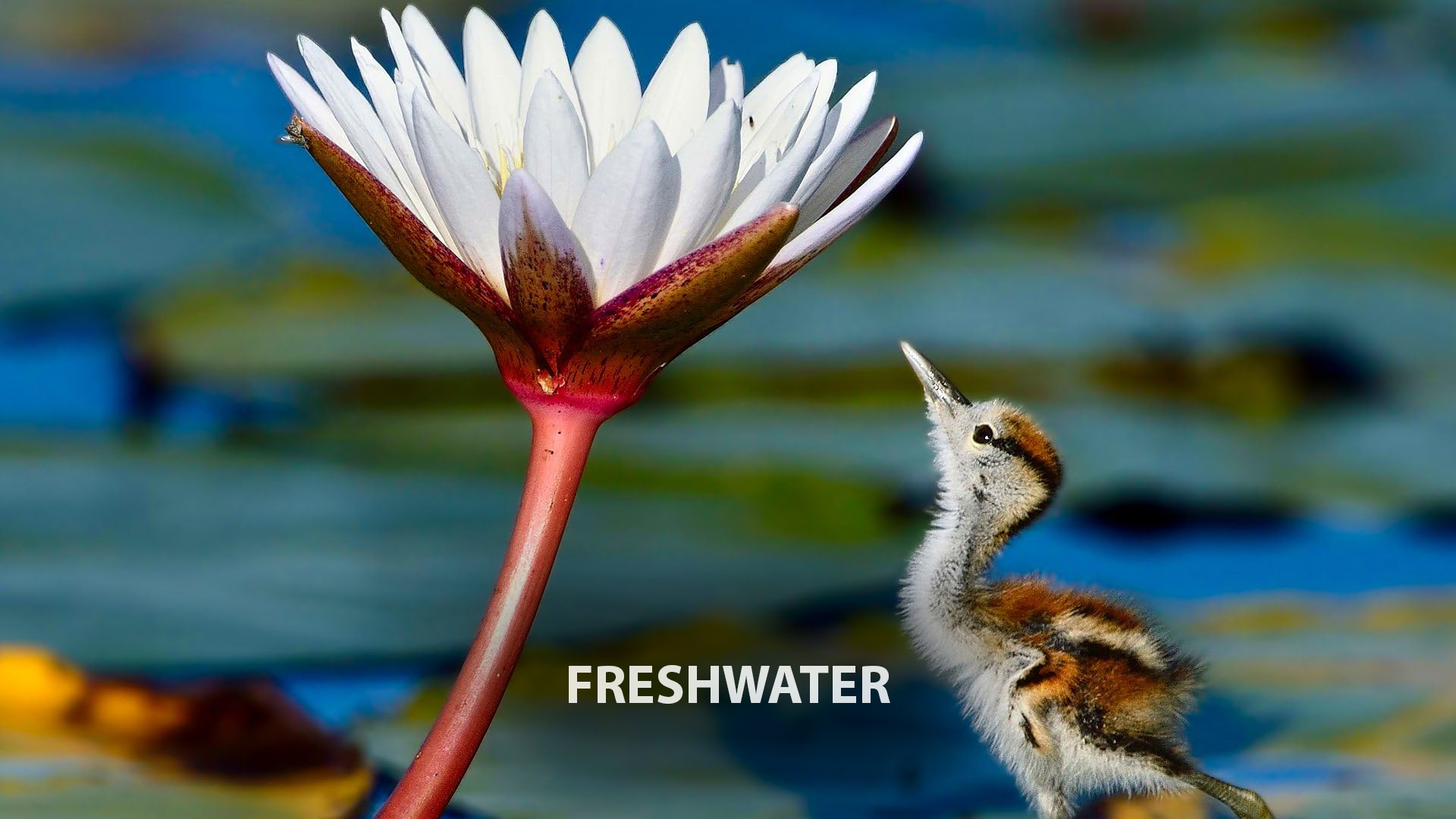 Freshwater