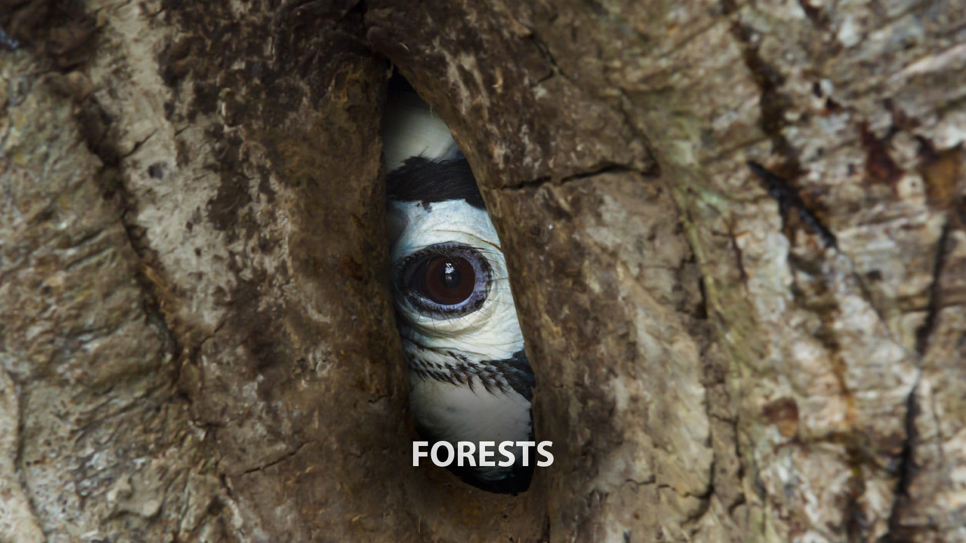 Forests