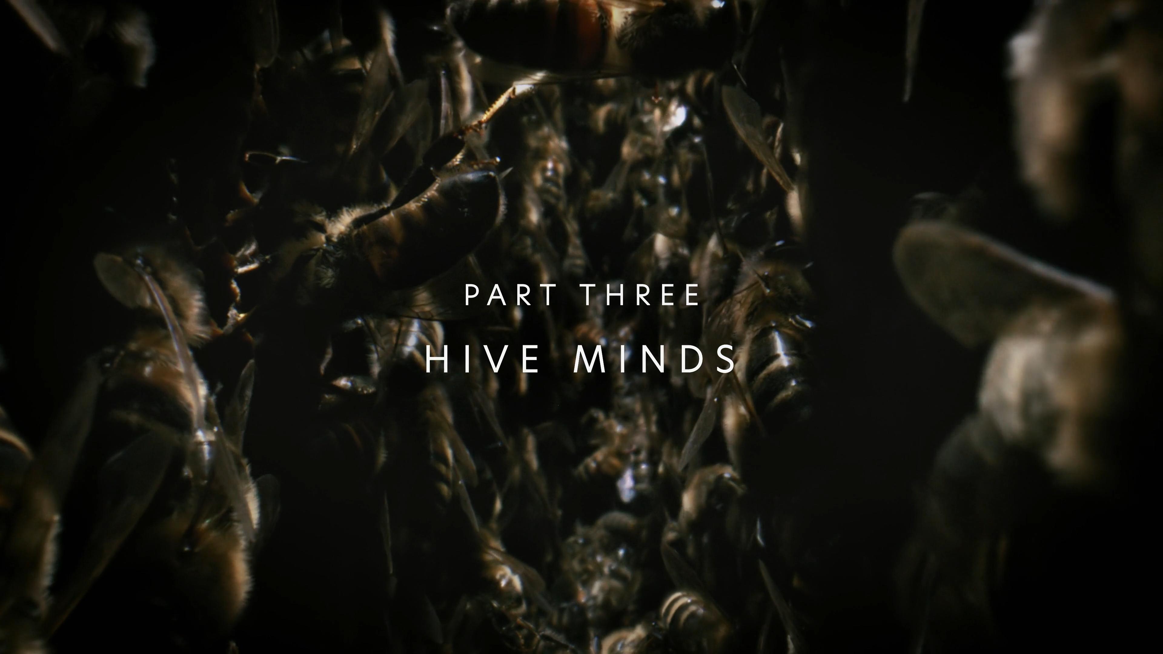 Hive Minds