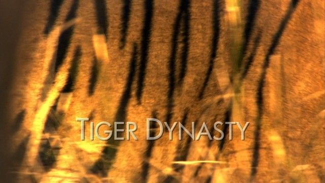 Tiger Dynasty