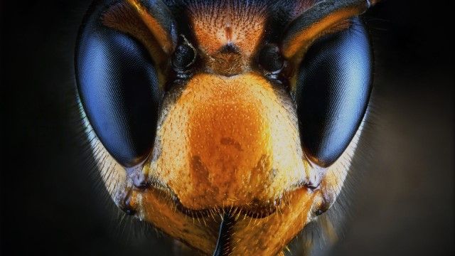 The Killer Hornets