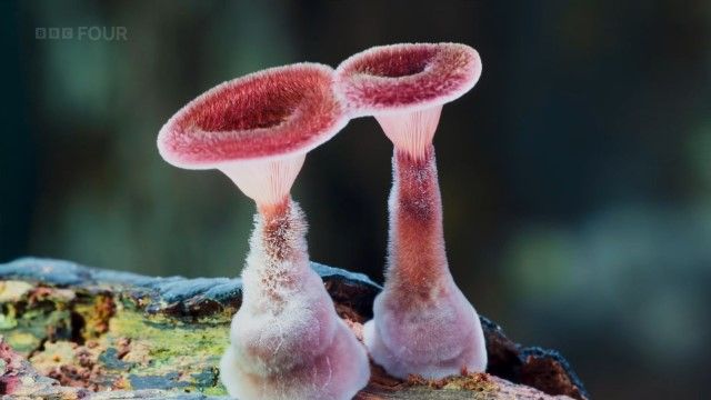 Fungi: The Web of Life