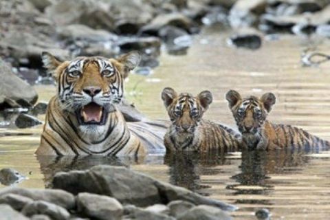 Growing Up Wild