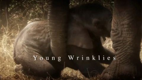 Young Wrinklies