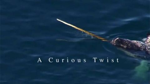 A Curious Twist