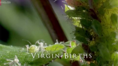 Virgin Births
