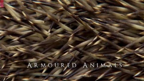 Armoured Animals