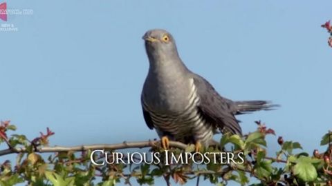 Curious Imposters