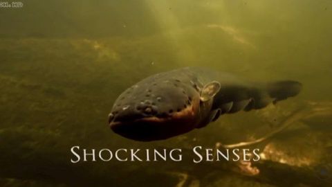 Shocking Senses