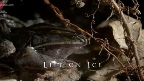 Life on Ice
