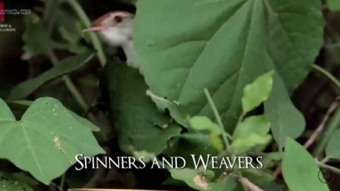 Spinners and Weavers