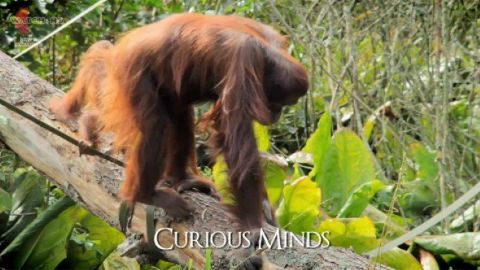 Curious Minds