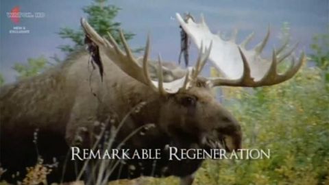Remarkable Regeneration