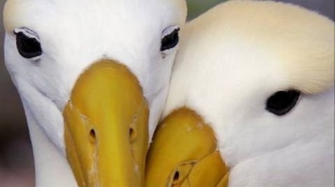 Courtship