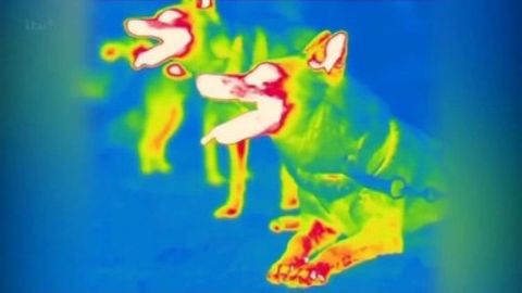 Secret Life of Dogs