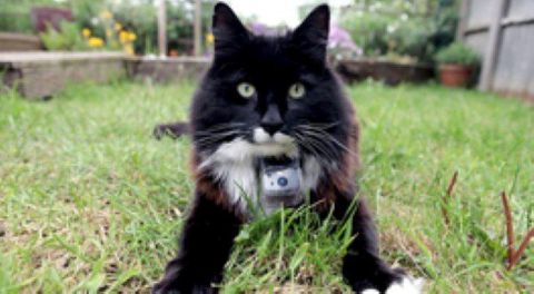 The Secret Life of the Cat