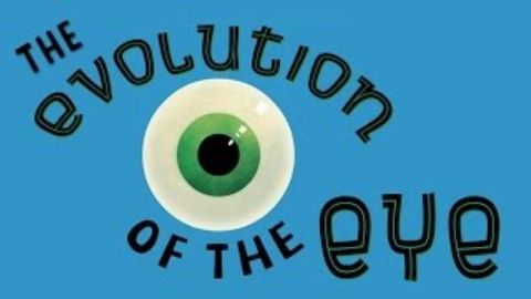 The evolution of the human eye