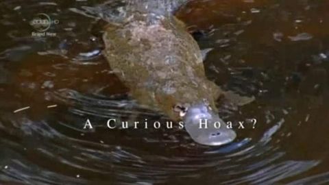 A Curious Hoax?