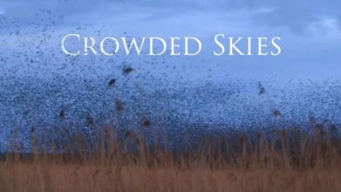 Crowded Skies