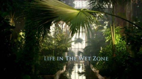 Life in the Wet Zone