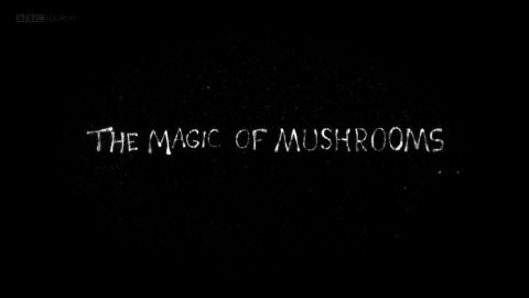 The Magic of Mushrooms