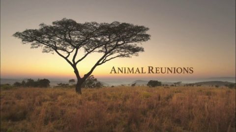 Animal Reunions