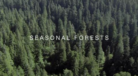 Seasonal Forests
