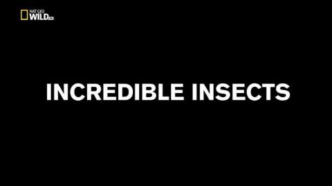 Incredible Insects