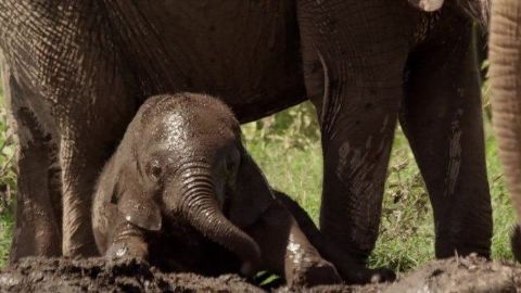 Parenthood