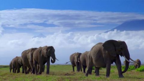 Dawn of the Mammals