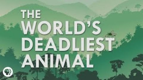What's The Deadliest Animal In The World?