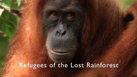 Refugees of the Lost Rainforest