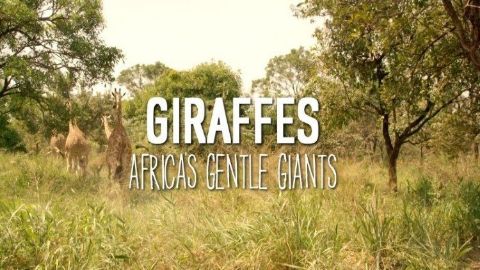 Giraffes: Africa's Gentle Giants