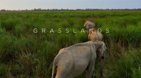 Grasslands