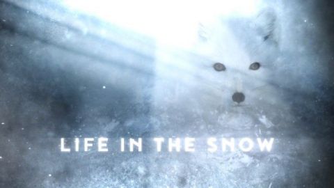 Life in the Snow