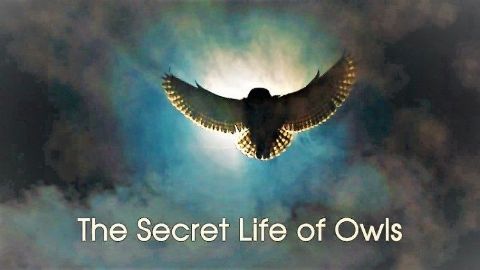 The Secret Life of Owls