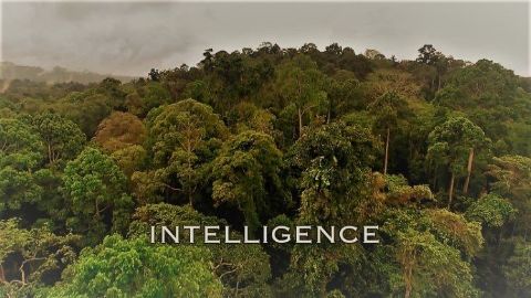 Intelligence