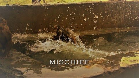 Mischief