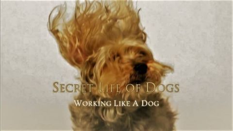 Working Like a Dog