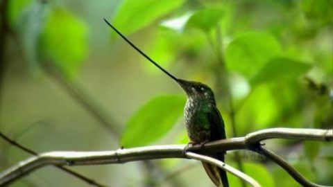Hummingbirds: Magic in the Air
