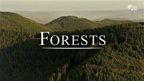 Forests
