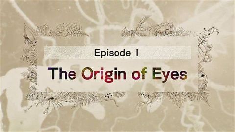 The Origin of Eyes