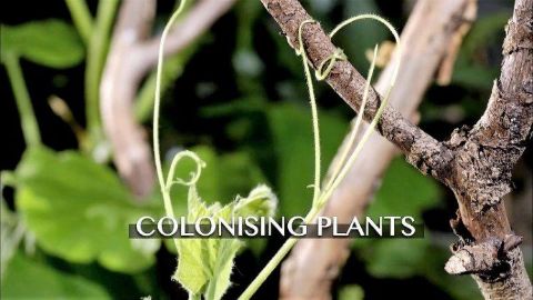 Colonising Plants