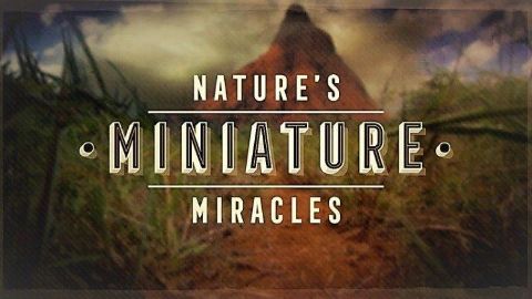 Nature's Miniature Miracles