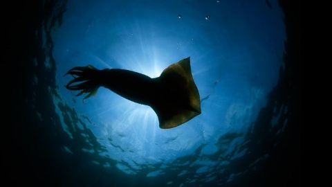 Giant Squid: Filming the Impossible