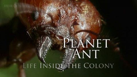 Planet Ant: Life Inside the Colony