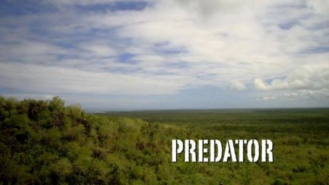 Predator