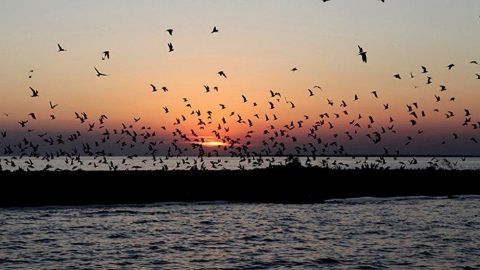 From the Black Forest to the Black Sea